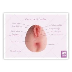 schéma anatomique anus avec vulve en anglais